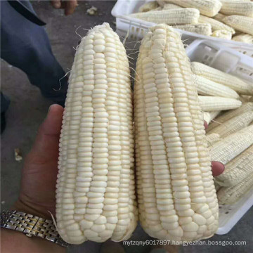 Suntoday easy managment high yiedl wide adaptation buy online white waxy corn maize seeds(62001)